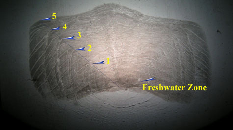 American Shad scale- 5 year old 